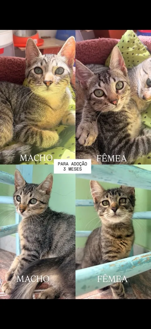 Gato raça SRD-ViraLata idade 2 a 6 meses nome .