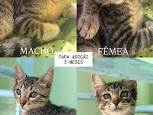 Gato raça SRD-ViraLata idade 2 a 6 meses nome .