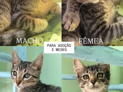 Gato raça SRD-ViraLata idade 2 a 6 meses nome .