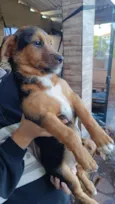 Koda