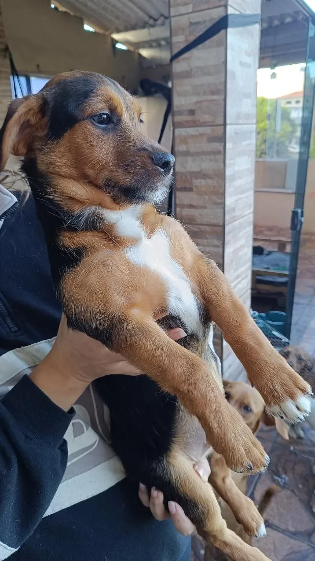 Cachorro raça SRD-ViraLata idade 2 a 6 meses nome Koda