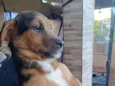 Koda