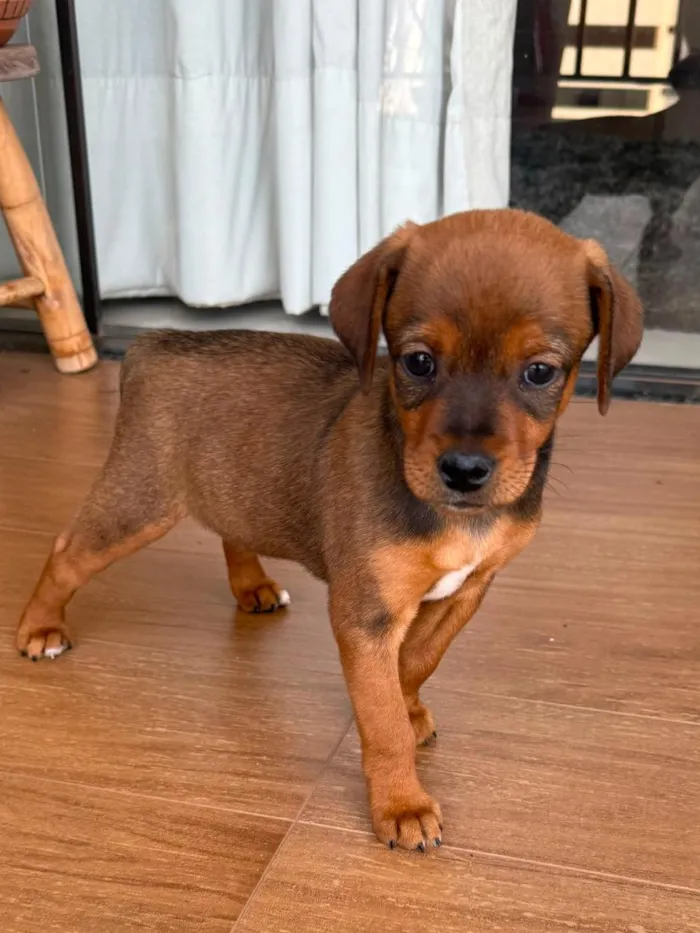 Cachorro raça SRD-ViraLata idade 2 a 6 meses nome Milla