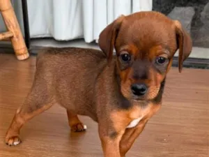 Cachorro raça SRD-ViraLata idade 2 a 6 meses nome Milla