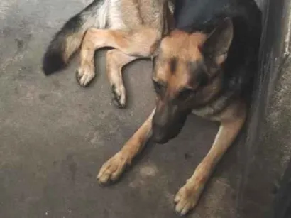 Cachorro raça Pastor Alemão idade 2 anos nome Lucky 