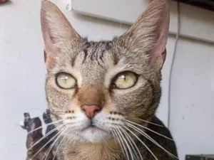 Gato raça SRD-ViraLata idade 1 ano nome Alice