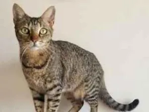 Gato raça SRD-ViraLata idade 1 ano nome Alice