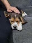 snoopy