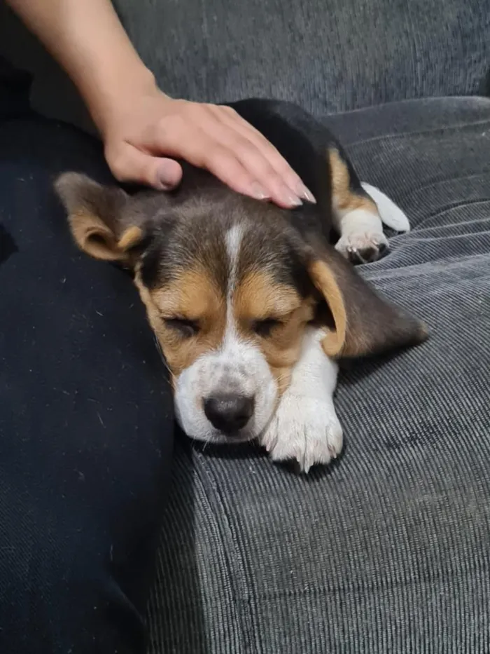 Cachorro raça  idade 2 a 6 meses nome snoopy