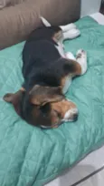 snoopy