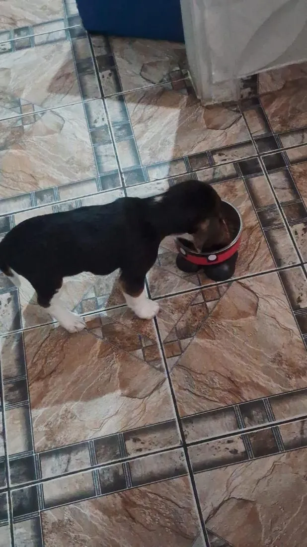 Cachorro raça  idade 2 a 6 meses nome snoopy