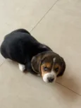 snoopy