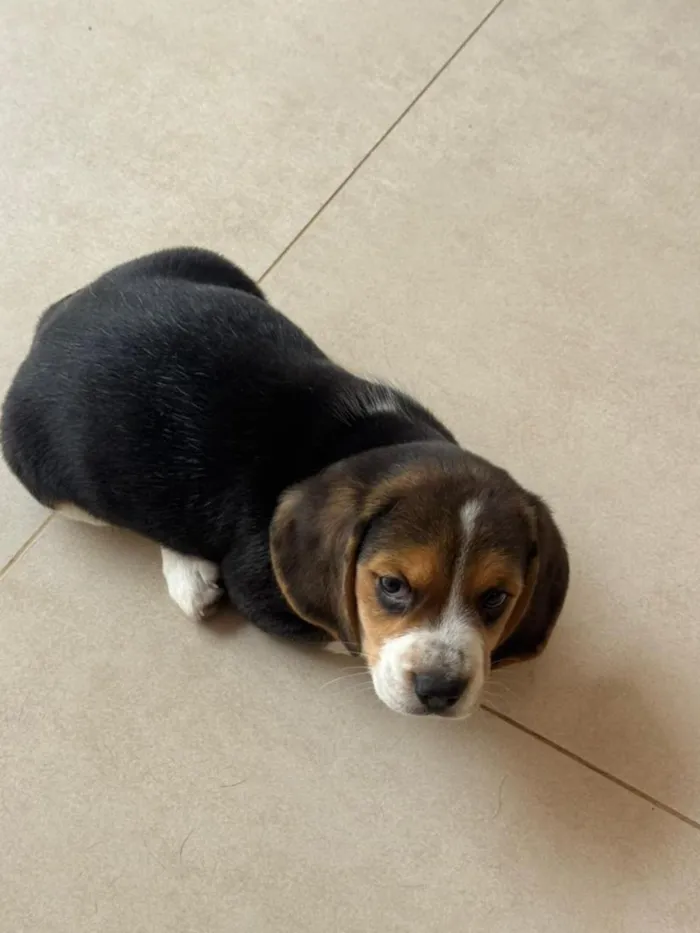 Cachorro raça  idade 2 a 6 meses nome snoopy