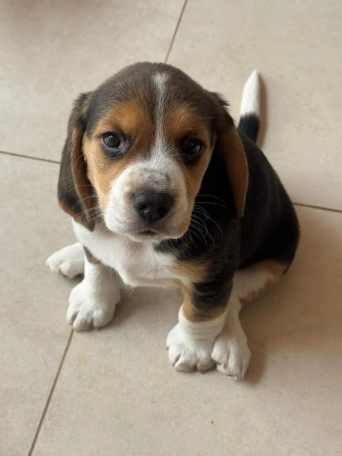 Cachorro raça  idade 2 a 6 meses nome snoopy