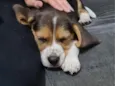 snoopy
