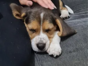 Cachorro raça  idade 2 a 6 meses nome snoopy