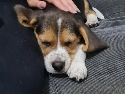 Cachorro raça  idade 2 a 6 meses nome snoopy