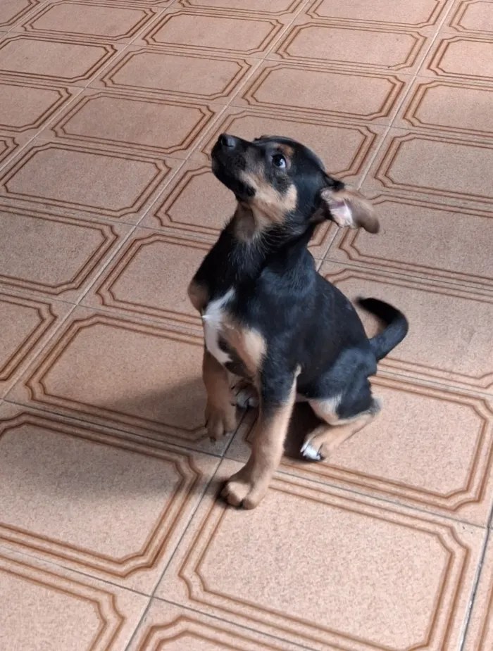 Cachorro raça SRD-ViraLata idade 2 a 6 meses nome Bidu