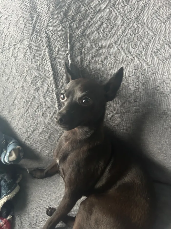 Cachorro raça SRD-ViraLata idade 1 ano nome Tá como Caverinha,mais pessoa q for querer pode colocá-lo 