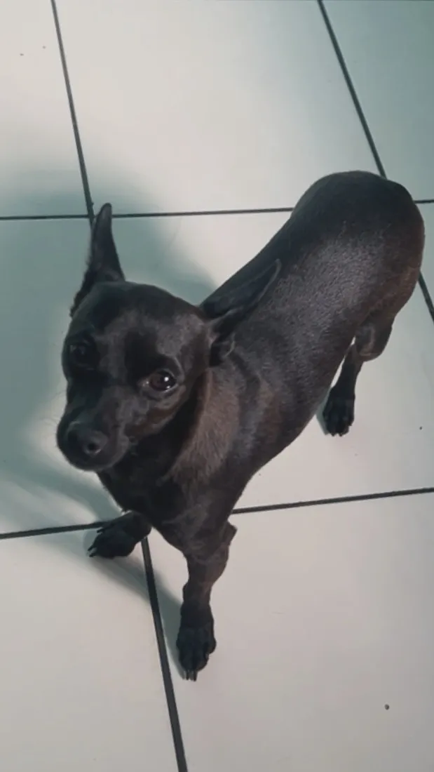 Cachorro raça SRD-ViraLata idade 1 ano nome Tá como Caverinha,mais pessoa q for querer pode colocá-lo 