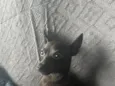 Tá como Caverinha,mais pessoa q for querer pode colocá-lo 