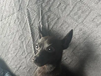 Cachorro raça SRD-ViraLata idade 1 ano nome Tá como Caverinha,mais pessoa q for querer pode colocá-lo 