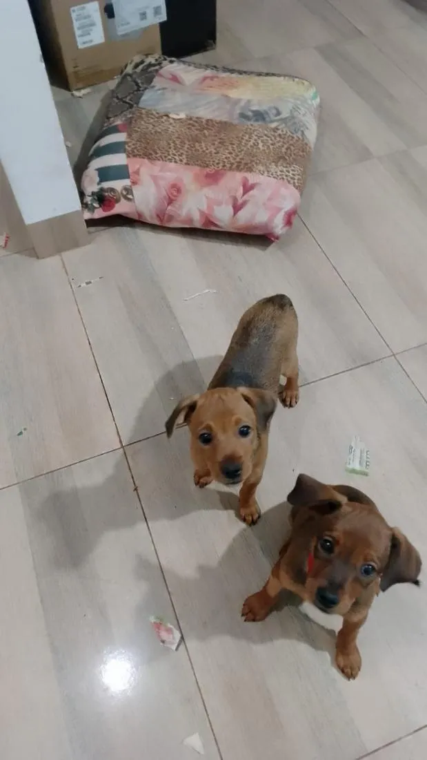 Cachorro raça SRD-ViraLata idade 2 a 6 meses nome Mila e Mel
