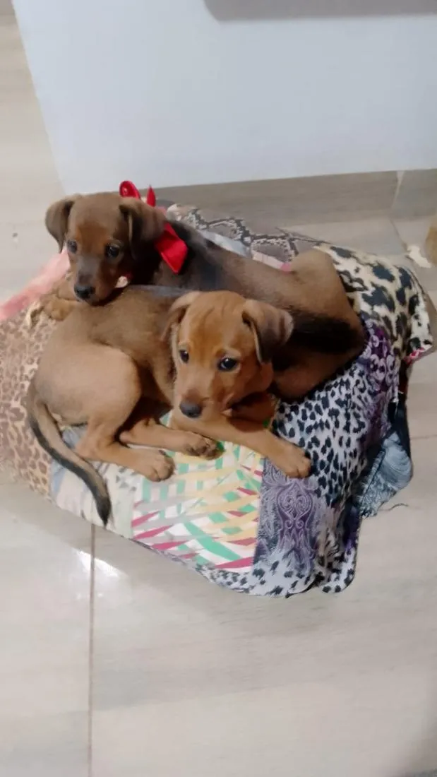 Cachorro raça SRD-ViraLata idade 2 a 6 meses nome Mila e Mel