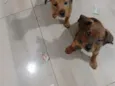 Mila e Mel