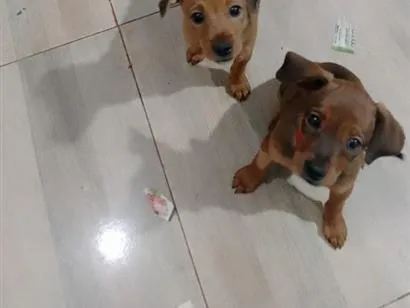Cachorro raça SRD-ViraLata idade 2 a 6 meses nome Mila e Mel
