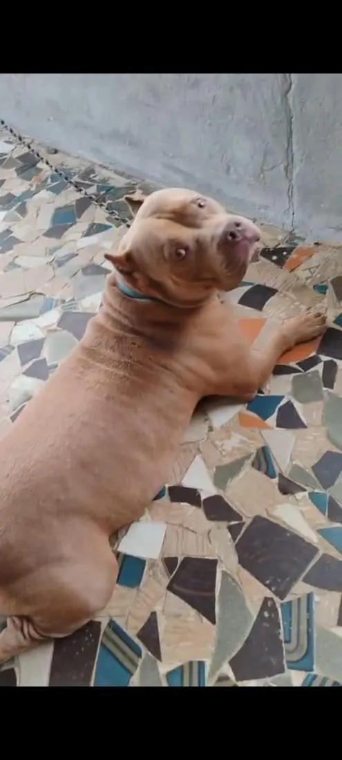 Cachorro raça Pit-Bull idade 4 anos nome Bento