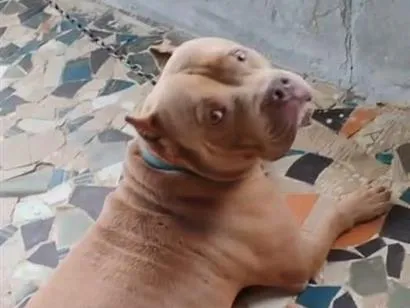 Cachorro raça Pit-Bull idade 4 anos nome Bento