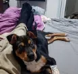 APOLO 