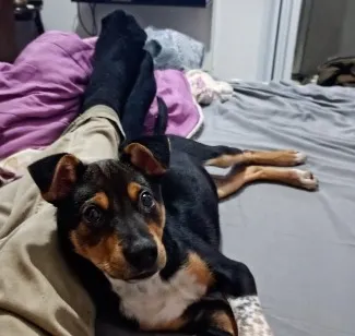 Cachorro raça SRD-ViraLata idade 2 a 6 meses nome APOLO 