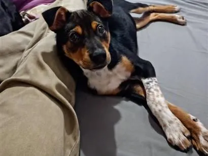Cachorro raça SRD-ViraLata idade 2 a 6 meses nome APOLO 