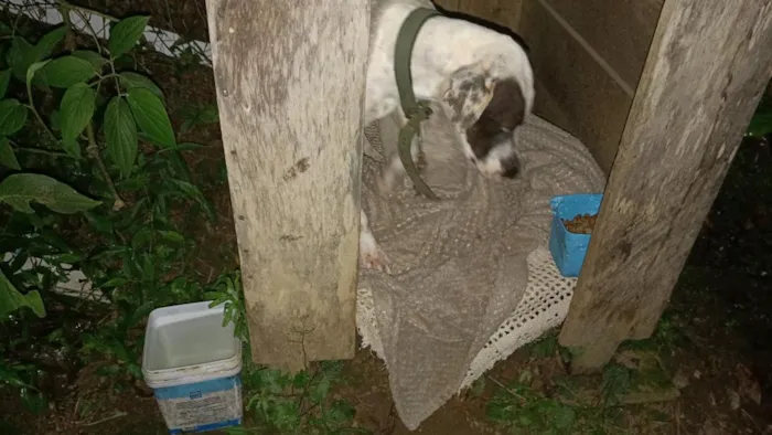 Cachorro raça SRD-ViraLata idade 3 anos nome Marina 