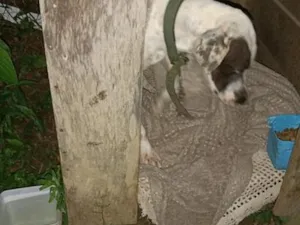 Cachorro raça SRD-ViraLata idade 3 anos nome Marina 