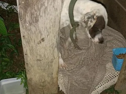 Cachorro raça SRD-ViraLata idade 3 anos nome Marina 