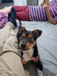 APOLO 