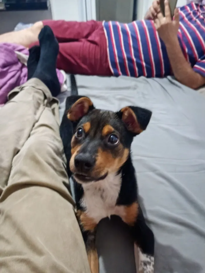 Cachorro raça SRD-ViraLata idade 2 a 6 meses nome APOLO 