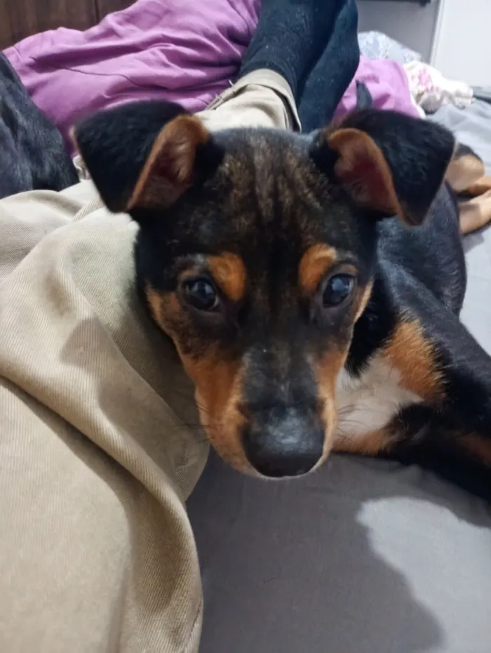 Cachorro raça SRD-ViraLata idade 2 a 6 meses nome APOLO 