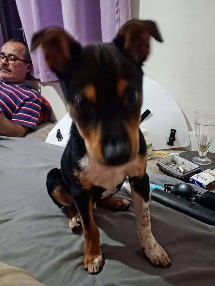 Cachorro raça SRD-ViraLata idade 2 a 6 meses nome APOLO 