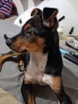 APOLO 