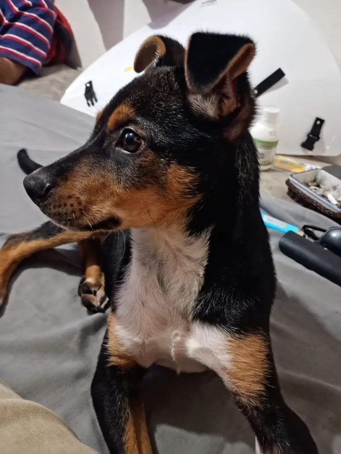 Cachorro raça SRD-ViraLata idade 2 a 6 meses nome APOLO 