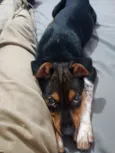 APOLO 