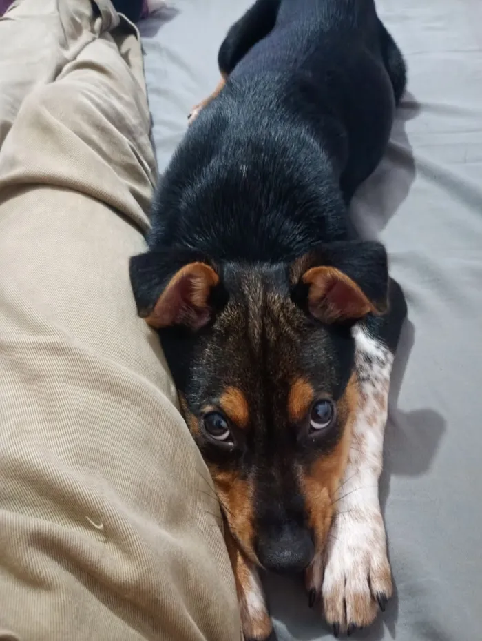 Cachorro raça SRD-ViraLata idade 2 a 6 meses nome APOLO 