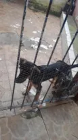 cacau