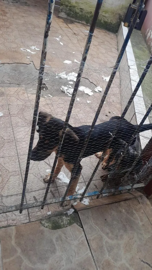 Cachorro raça SRD-ViraLata idade 2 a 6 meses nome cacau
