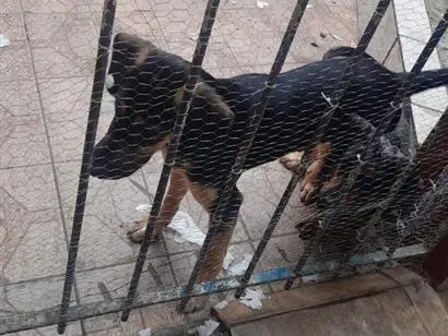 Cachorro raça SRD-ViraLata idade 2 a 6 meses nome cacau