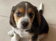 snoopy